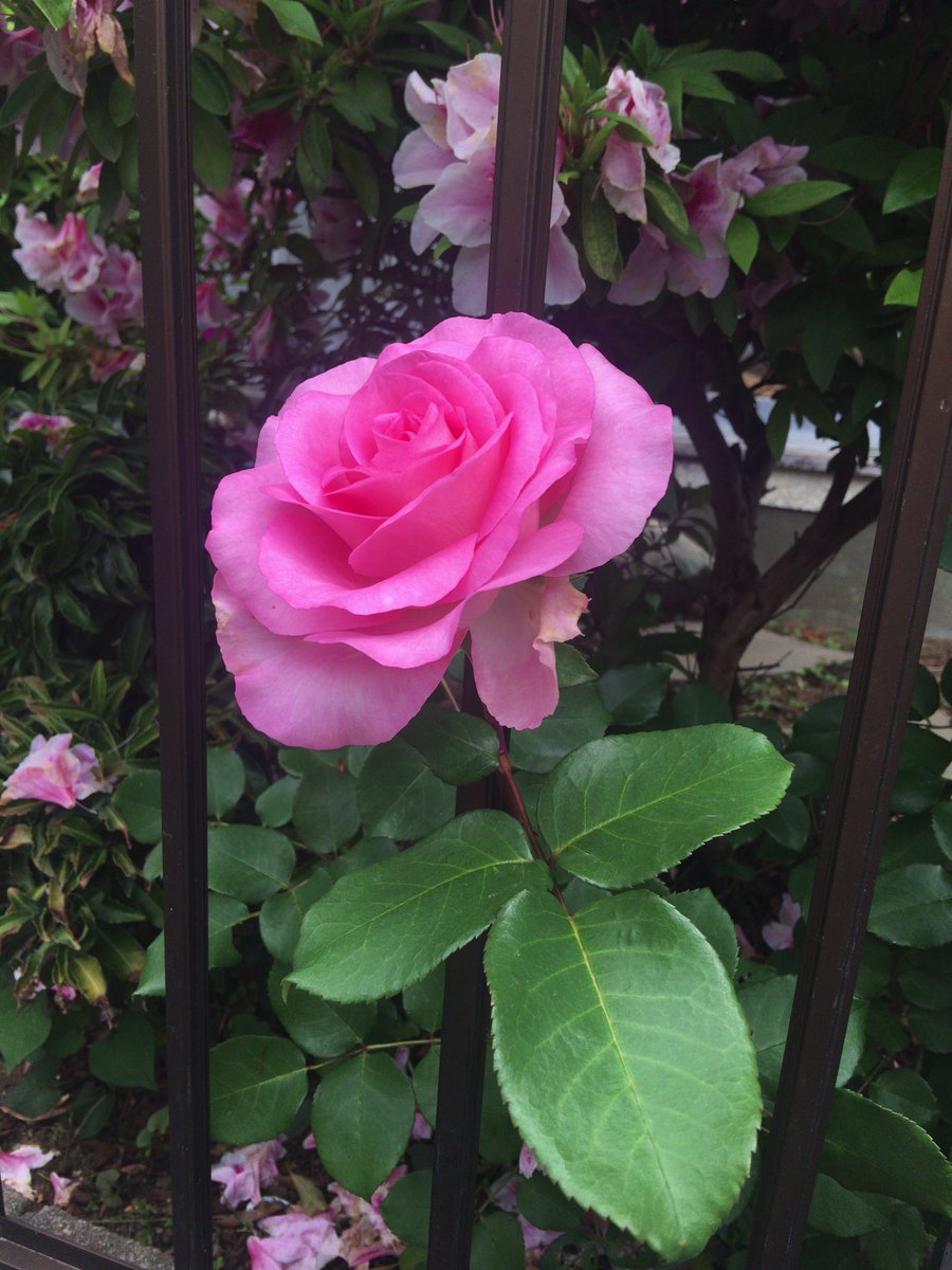 Kei Kitai Kei Kitai Twitter