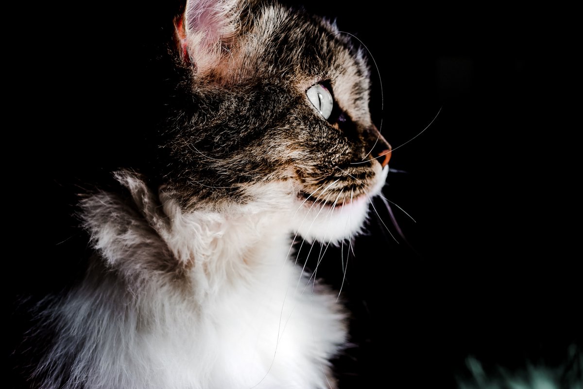 adpscc2121's tweet photo. Cats

#写真で伝えたい私の世界 
#ファインダー超しの私の世界 https://t.co/NnYmnSaMB8