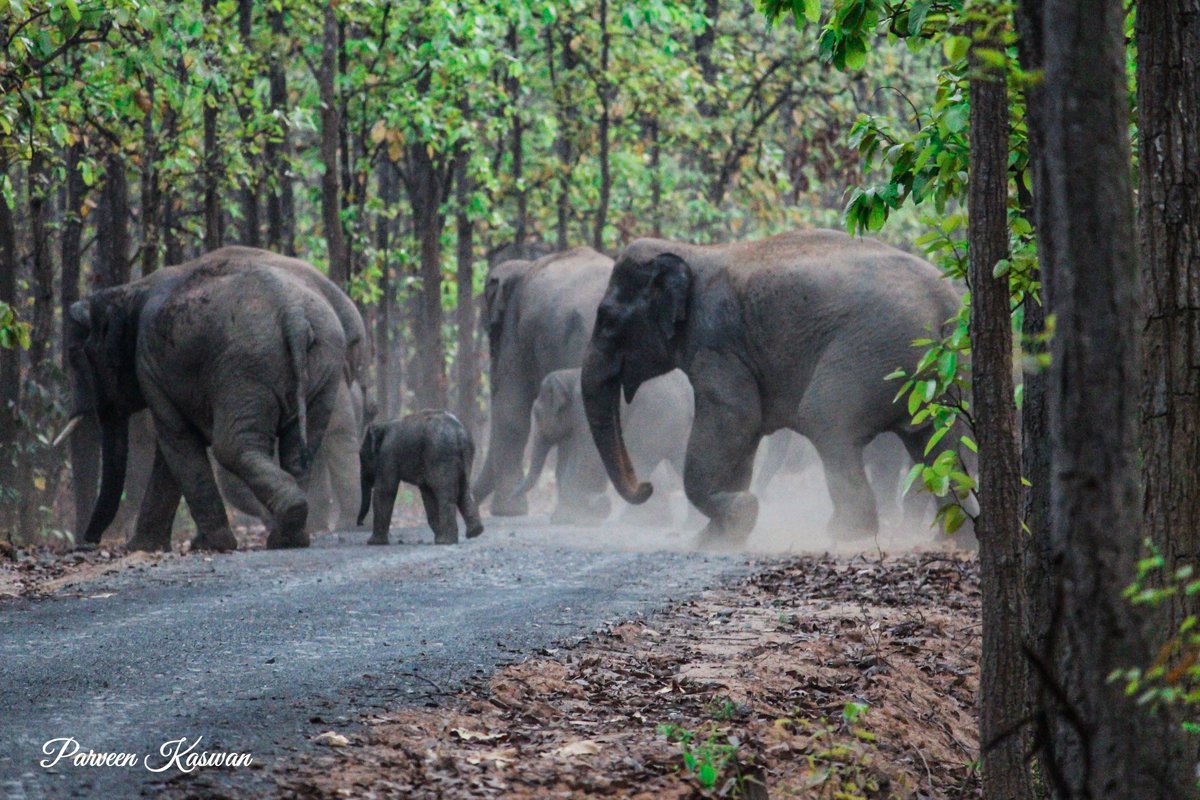 ParveenKaswan's tweet photo. Do you know #elephant family is all women group. Made of #mother, #aunts, #grandmother &amp; all other #ladies. Most of the times Male leave herd early. Kids are looked by all female elephants in herd, all are mothers. Grandmother makes all decision for family. #Mothersday https://t.co/muTiBRl6eF