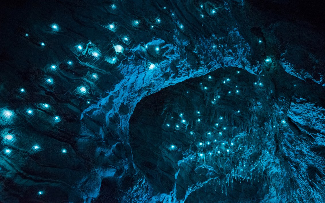 Pretty cave, huh? It's full of carnivorous glowworms. Arachnocampa luminosa fill natural caves and abandoned mines in New Zealand. After hatching, the larva spin silk nests on the roof and walls of caves. Their soft light lures prey: wired.trib.al/rEK0Qpb
📸 Joseph Michael