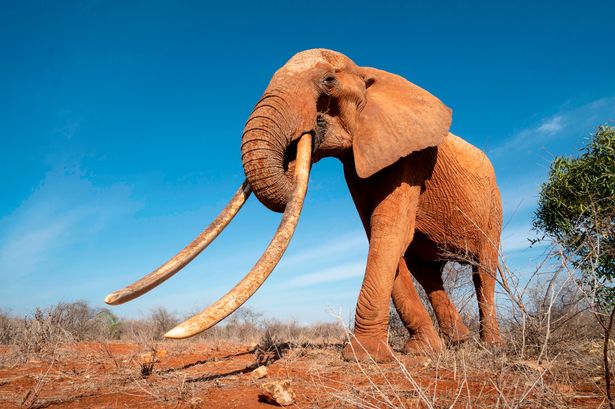 Pisses me off knowing that we could have dozens of "Tuskers" (male Elephants with massive prehistoric-looking tusks) all throughout Africa but poachers and rich big game hunter assholes have virtually killed all of them off.
