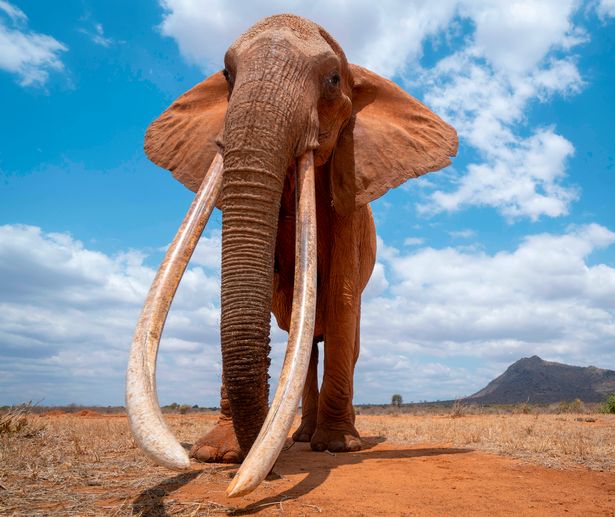 Pisses me off knowing that we could have dozens of "Tuskers" (male Elephants with massive prehistoric-looking tusks) all throughout Africa but poachers and rich big game hunter assholes have virtually killed all of them off.