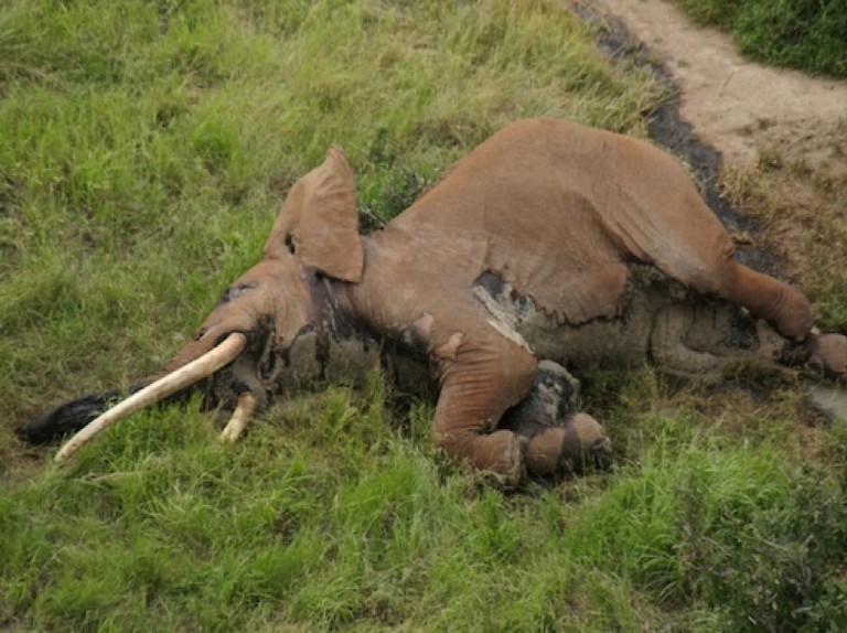 Pisses me off knowing that we could have dozens of "Tuskers" (male Elephants with massive prehistoric-looking tusks) all throughout Africa but poachers and rich big game hunter assholes have virtually killed all of them off.