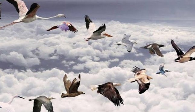 Migrasi burung pelikan dari benua australia ke daratan asia dipicu oleh faktor