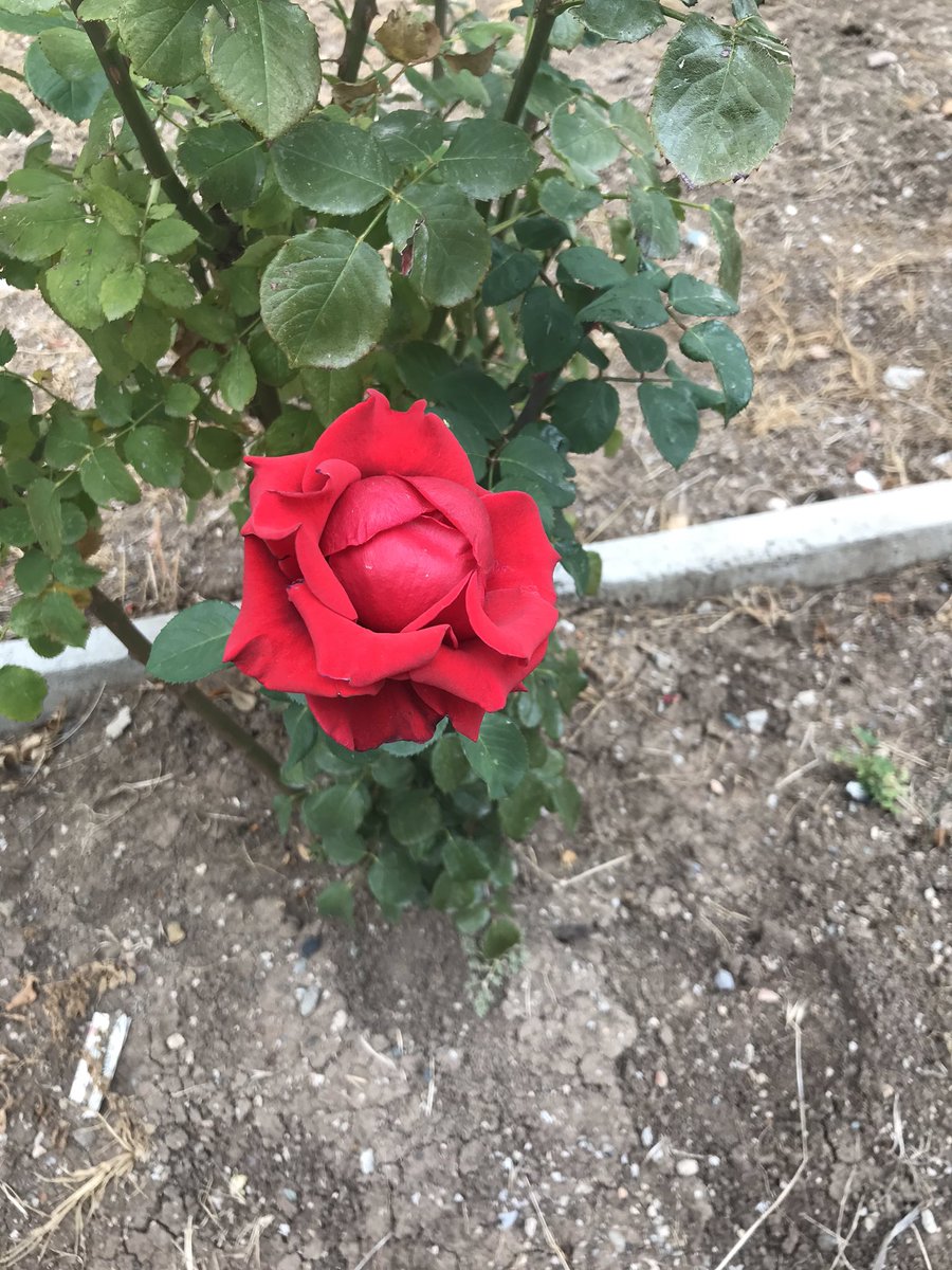 Hiç bir dil,
ÖZLEM’in ağırlığını
kaldıracak güçte değildir..

O yüzden, 
insan ÖZLEDİKÇE sessizleşir......

Tüm annelerin anneler günü nü kutluyorum 🌱

____Günaydın 🌹