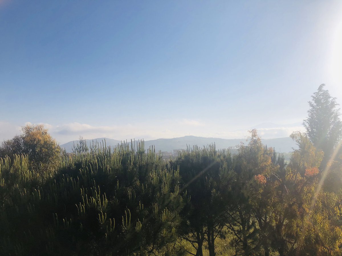 The shades of green of a glorious southern morning. 
Miles Davis said “my future starts when I wake up every morning”. 
The psychological trickery of mornings is funny, hopes are high......realties are low.
#لولا_فسحة_الامل