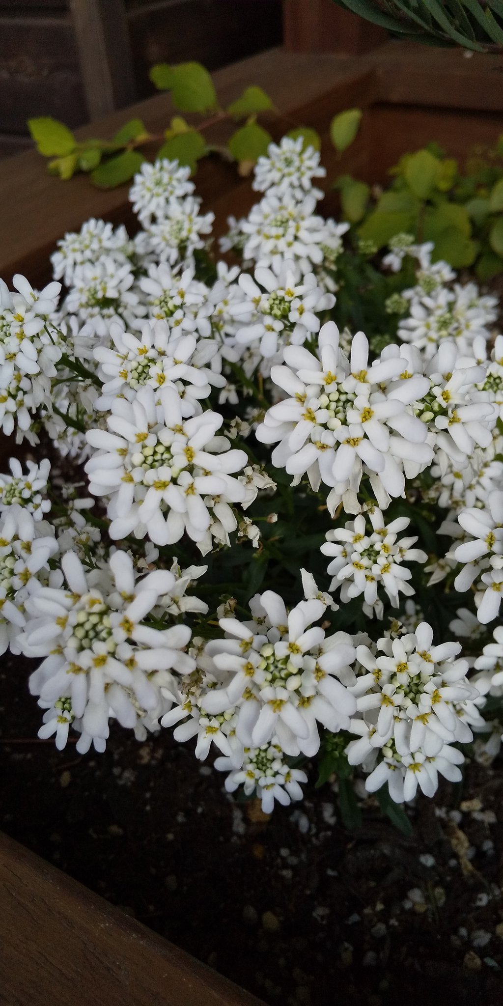 志水はつみ イベリスの花です バスキア一族の彼女の英語読みは キャンディタフト ドラマcdのタイトルにも為った名ですが これは小さな花が集まって咲く姿がお菓子の束のように見えることからだそうです 愛らしい花ですね ゆりグレ T Co