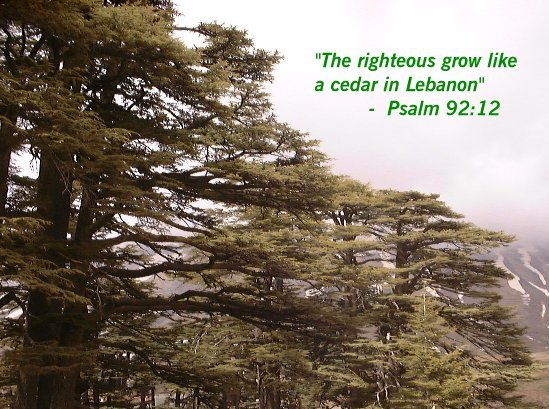 RichardNSkinner's tweet photo. Poem of the Week, "the cedars of lebanon" from #thelightuserscheme
https://t.co/z558ysHw1X https://t.co/x6XNWpBjpn