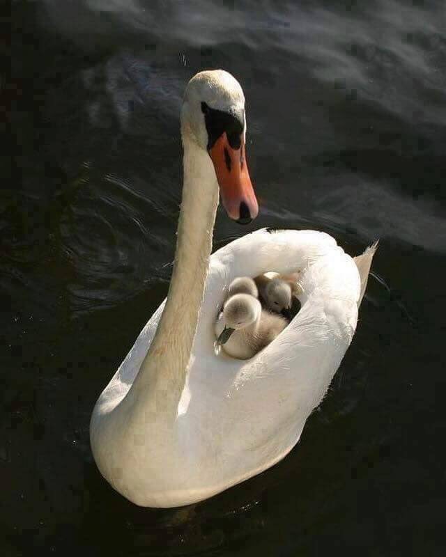 PinarAkal1's tweet photo. We are born of love; 
Love is our mother.

~Rumi
#MothersDay https://t.co/cv945zRVDj