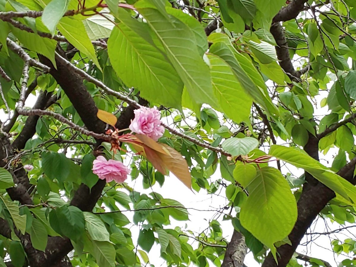 Hokuhoku 春の名残り 咲いていた二輪の桜 もう新緑だらけの中で 頑張ってるね 桜 新緑 Cherryblossom Nature