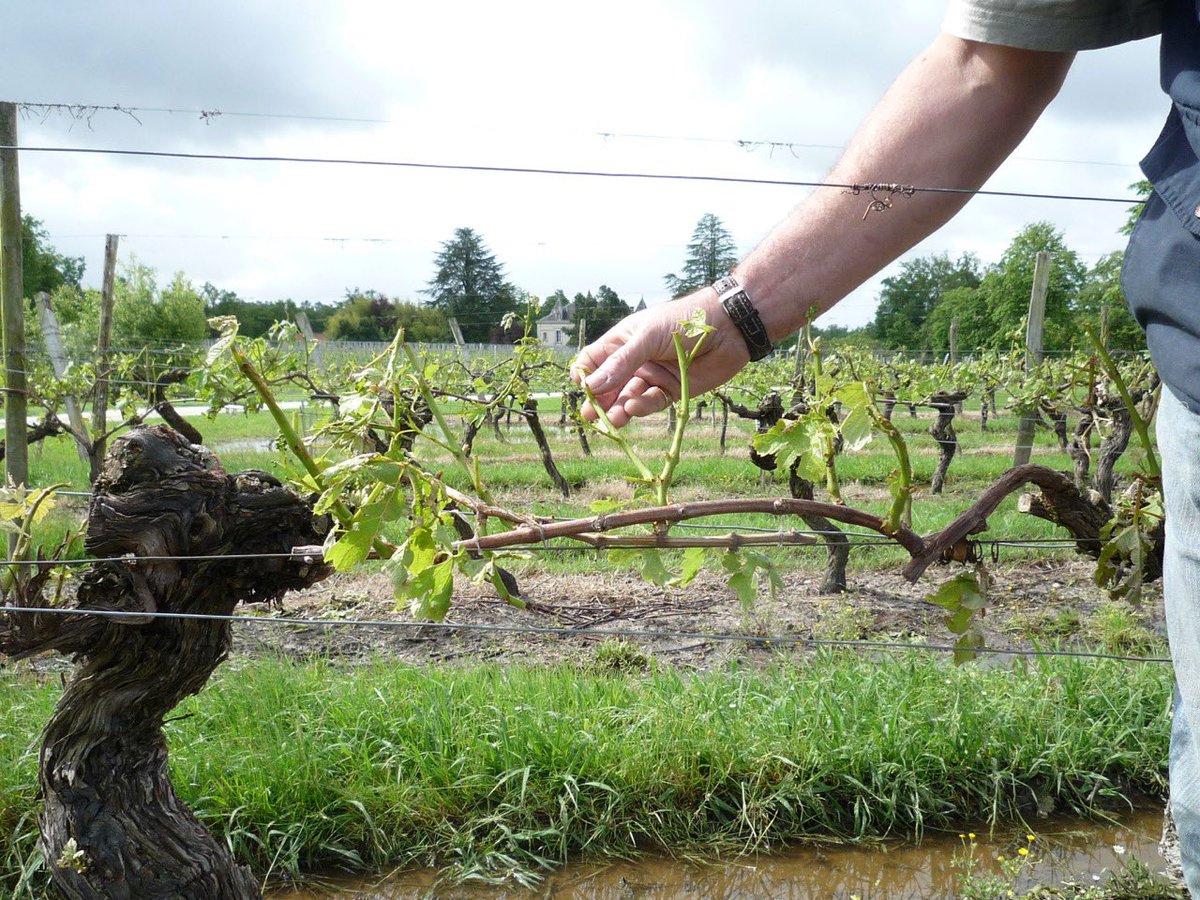 (I digress but what the hail did to the vineyard back in May 2009 was less appealing. Compare this with the photos at the top of this thread.)
