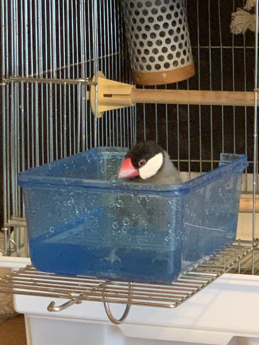 検査結果うんちの菌綺麗に無くなりました😊
再発する可能性もあるので念のため投薬2週間継続と再検査して終わりです🙌✨
最近ご飯1粒2粒吐き戻し？でくれるけど先生に聞いたらそのう炎もないし特に問題ないみたい🤔
調べたら求愛行動？
良くがんばったねぴー太郎💕