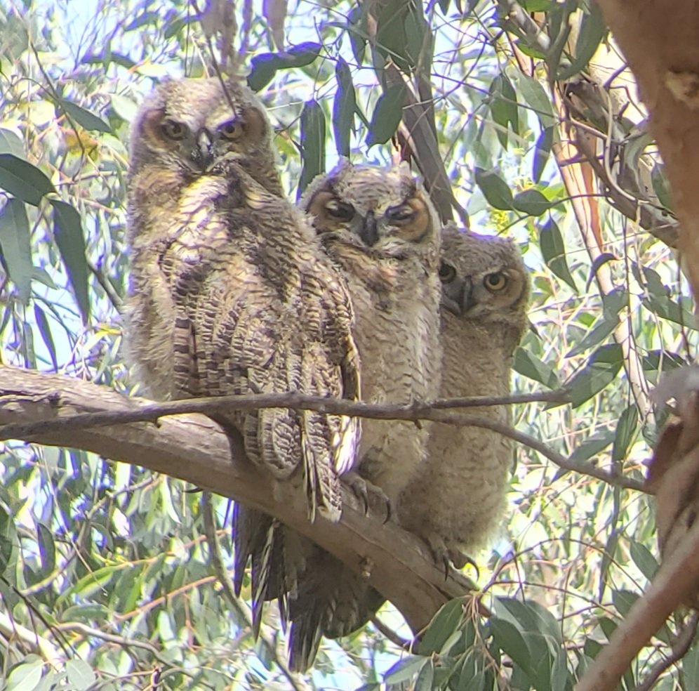 While SIP, I've been delighted and mesmerized with tracking these three adorable Great Horned Owl fledglings in the Preserve across the street❣ Proud and protective mama is always close by.🦉 #magical #owlbabies #covidhobby