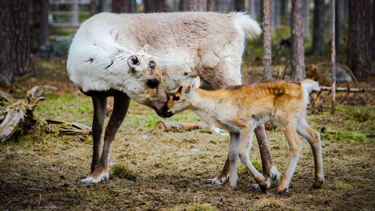 Porokello's tweet photo. Lähellä tai kaukana
olet minun tukena
aina yhtä rakkaana
elämässä mukana.
Hyvää #äitienpäivä'ä kaikille äideille ❤️
#porokello #yhteisellätiellä #varoitaporoista #lataaporokello https://t.co/3RoD7oF5BC