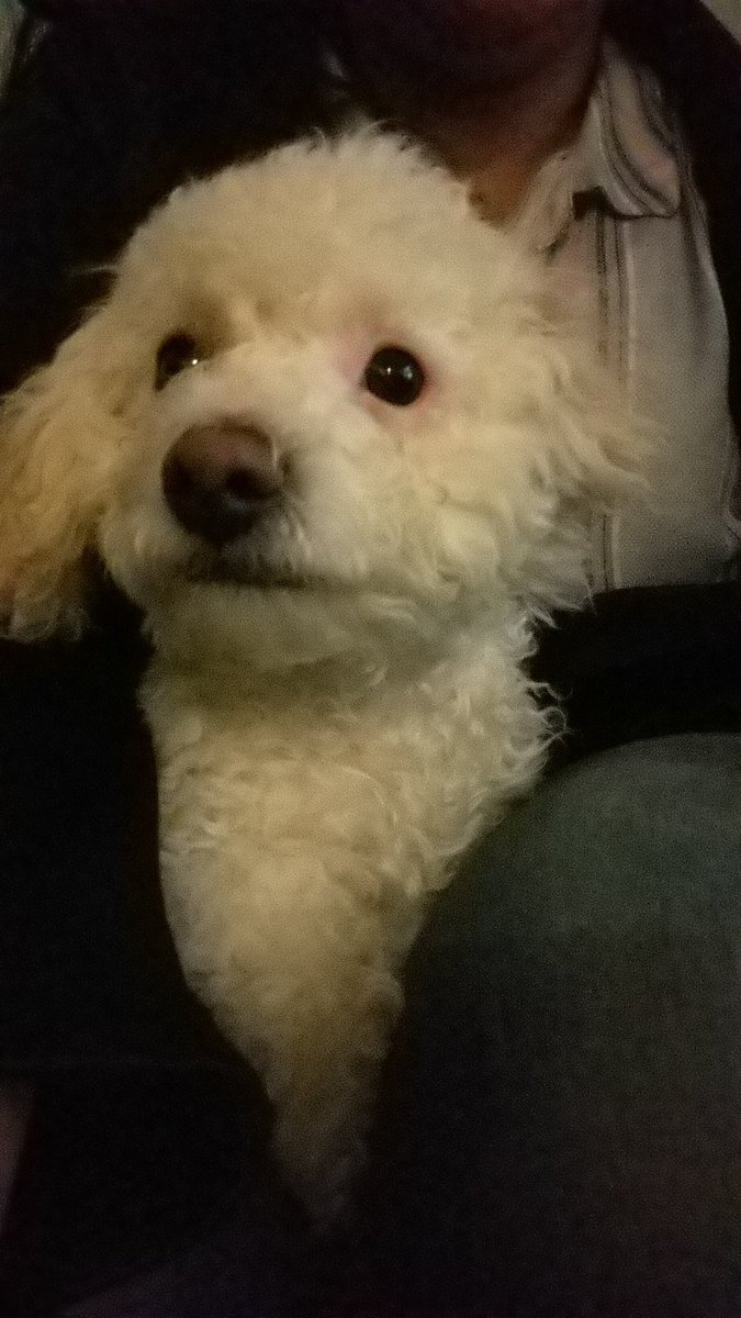 _SandraCortez's tweet photo. @ClaudioAlcaraz te presento a mi amigo Coquito 🐾🐶 https://t.co/I1dXDwAQu0