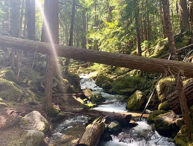 Lin_Zgo's tweet photo. Back on the trails!!! //🎉🌿🌲// . With many of Washington’s parks opening back up this week, it was time to get off the roads and finally get back into the backcountry. .. 80°+ today, but snow managed to turn us around…

📸 https://t.co/cpFUQNMzCy via https://t.co/6s8FpdXsAW https://t.co/9GblX4OI3Y