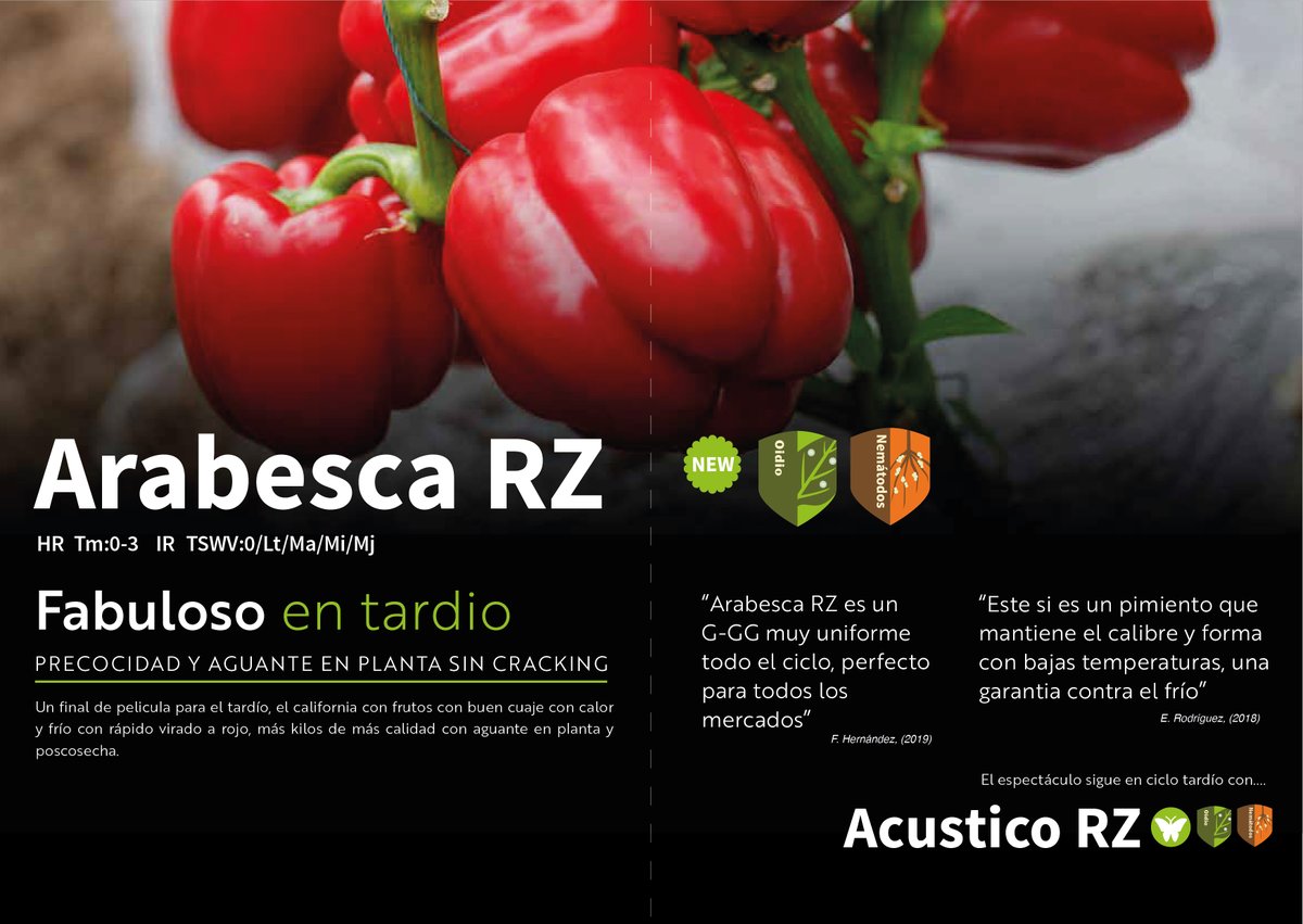 innovamosjuntos's tweet photo. #ArabescaRZ 🌶 ¡Fabuloso en tardio! Precocidad y aguante en una planta sin cracking. Buen cuaje con calor y frío con rápdo virado a rojo. @rijkzwaanES https://t.co/0XZFFso6Yh https://t.co/n66I130pgK