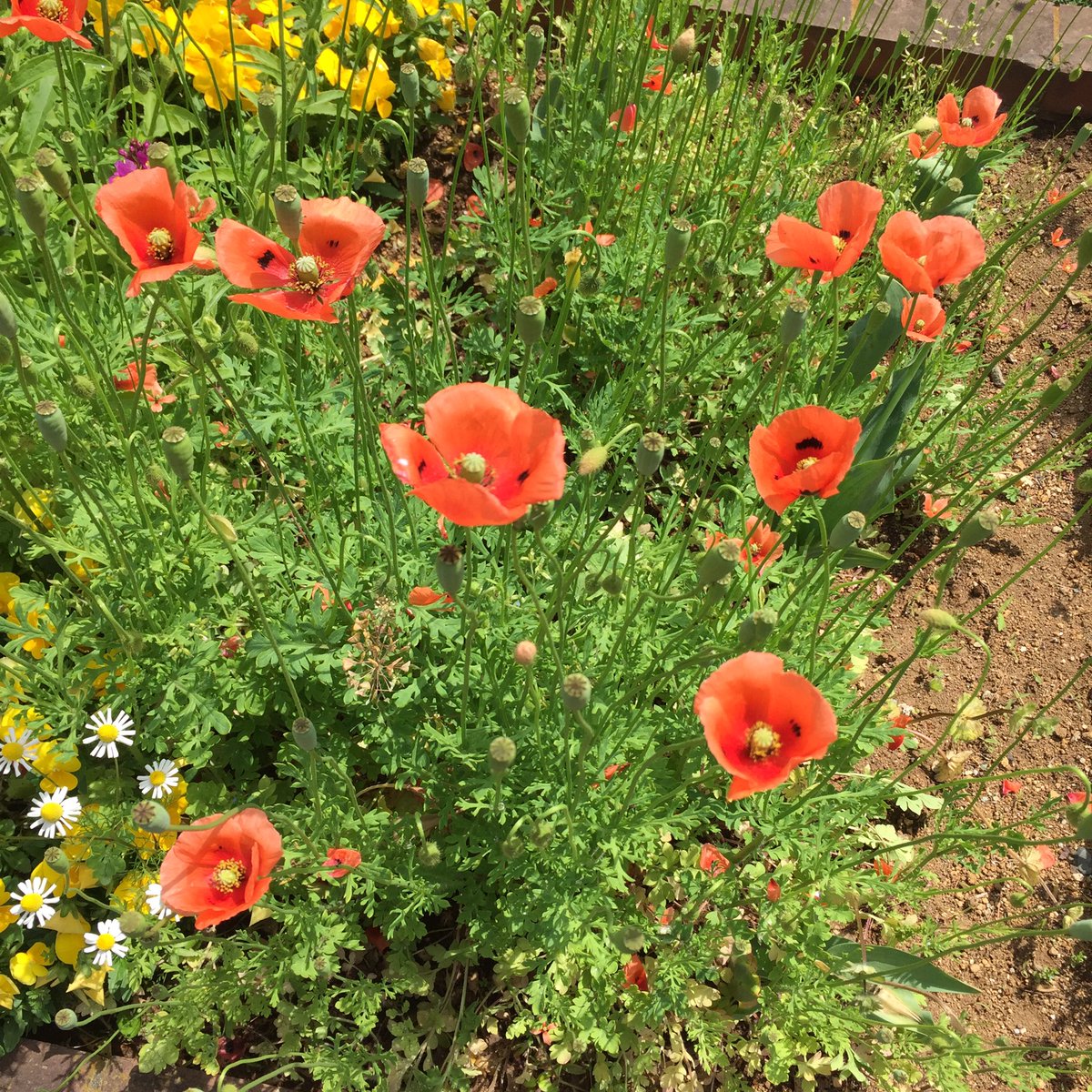 Masashi 近くの公園に咲いていたナガミヒナゲシ Long Headed Poppy That Was Blooming In A Nearby Park ナガミヒナゲシ 花 オレンジ色の花 小さい花 春の花 花が好き 春 5月 晴れ 日差し Longheadedpoppy Flower Blume Fleur Flora