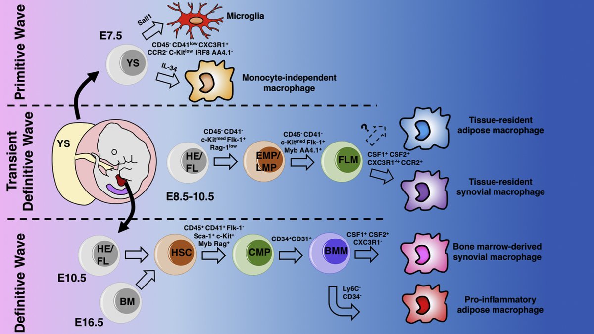 OACJournal's tweet photo. The role of macrophages in osteoarthritis and cartilage repair
Now available in the May 2020 issue of @OACJournal 
https://t.co/xGLs4QHvDf
#osteoarthritis https://t.co/e7YT7WFOjD