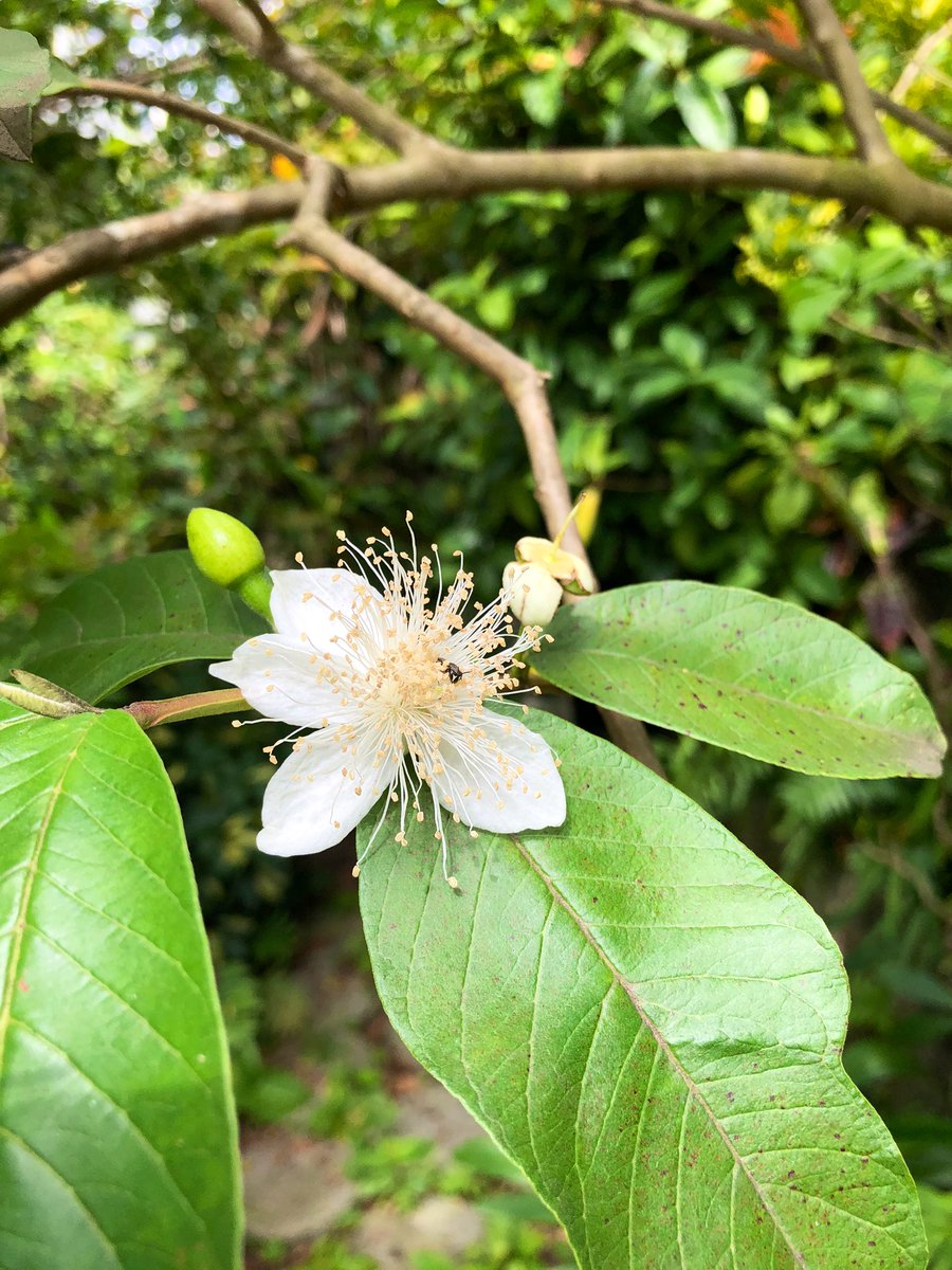 むぎ 猫 グァバの花も咲いてるよ 綺麗な花だねぇ