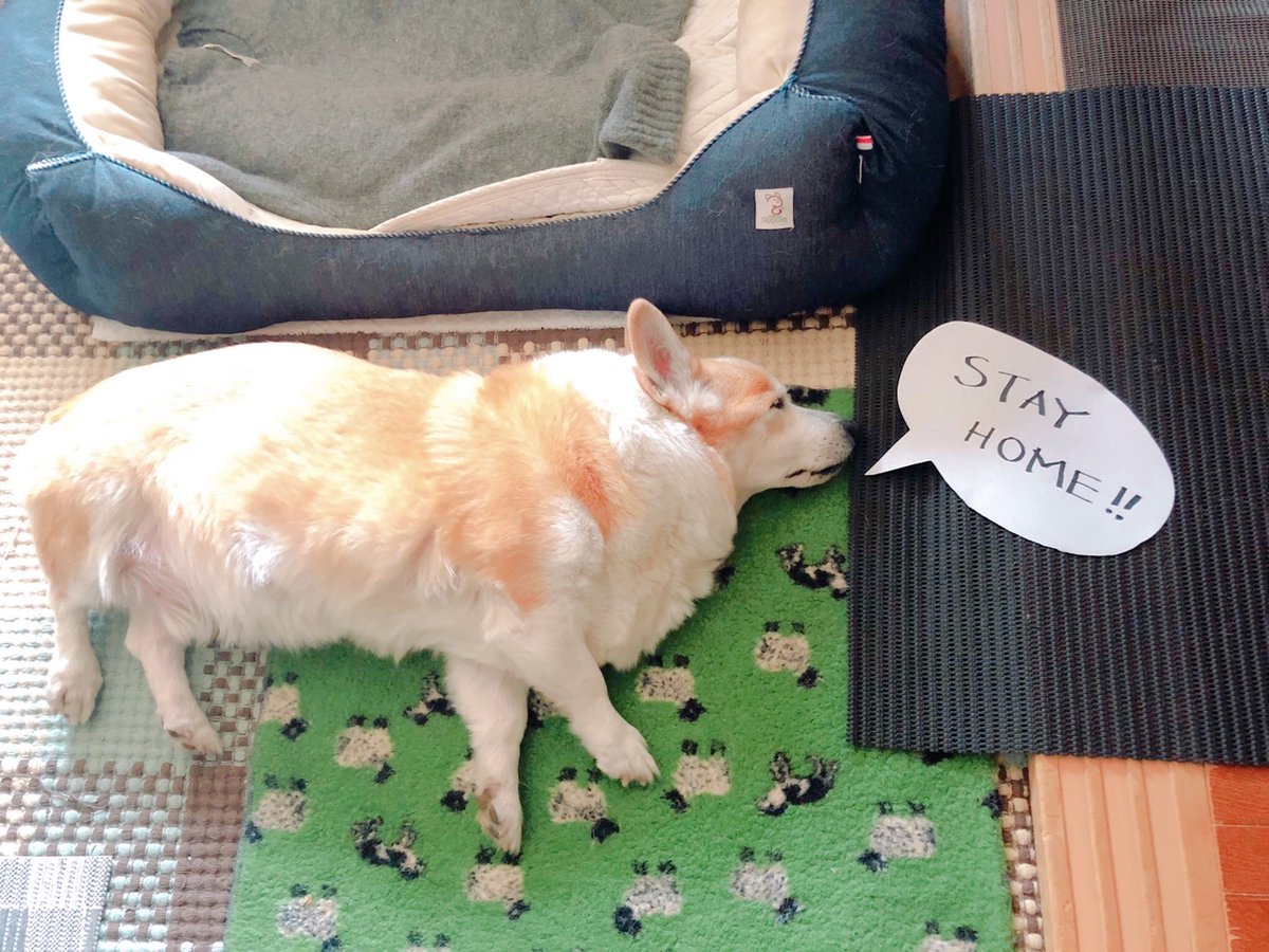 anahadned's tweet photo. #stayhome #dog #corgy #stayhomewirhdog https://t.co/Dgwge2RLr4