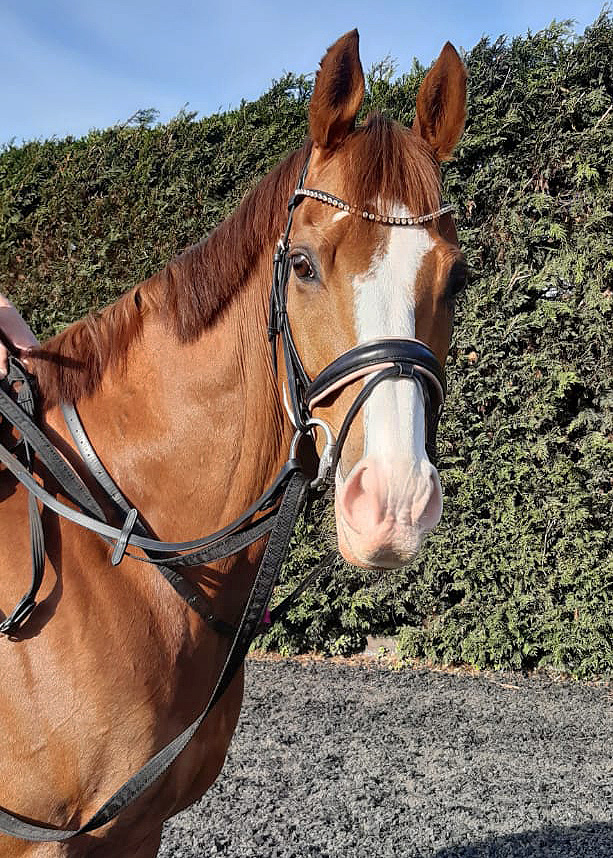 BERacingLtd's tweet photo. Thrilled to see @TopTonto looking so well &amp; enjoying his retirement. Read more >> https://t.co/Y0tJKzfi9y https://t.co/nGlZzstz5u