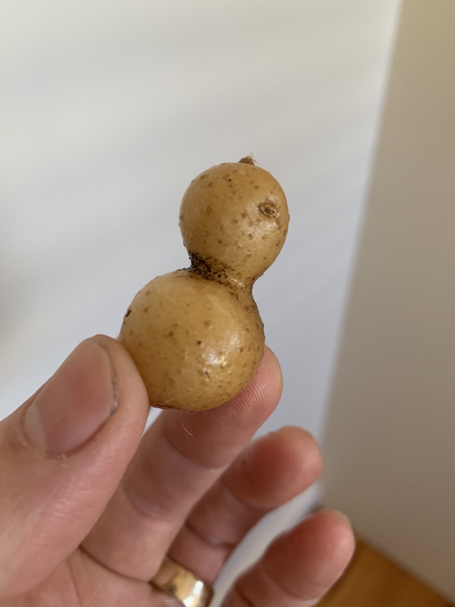 Found a tiny Ultima Thule in my potato patch today.   #MU69: #Arrokoth