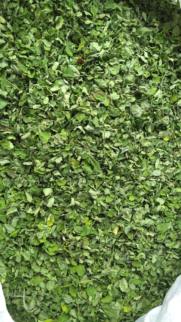 LtdQbb's tweet photo. Farmer's expertise and experience will do the cutting of the leaves after cleaning of fresh leaves, need to proper temprature to leaves get dry without compromising quality and nutrients. 
Leaves are ready for powder and ready  to serve its countless benefits to us.
#moringa https://t.co/mdiZcii5pk