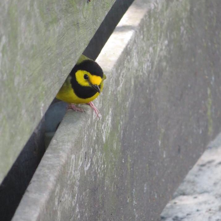 Timberdoodle20's tweet photo. Here are the actual shots of the Hooded Warbler playing peek-a-boo with me at the Turtle Pond Dock today. https://t.co/Yi7mjGPP2N