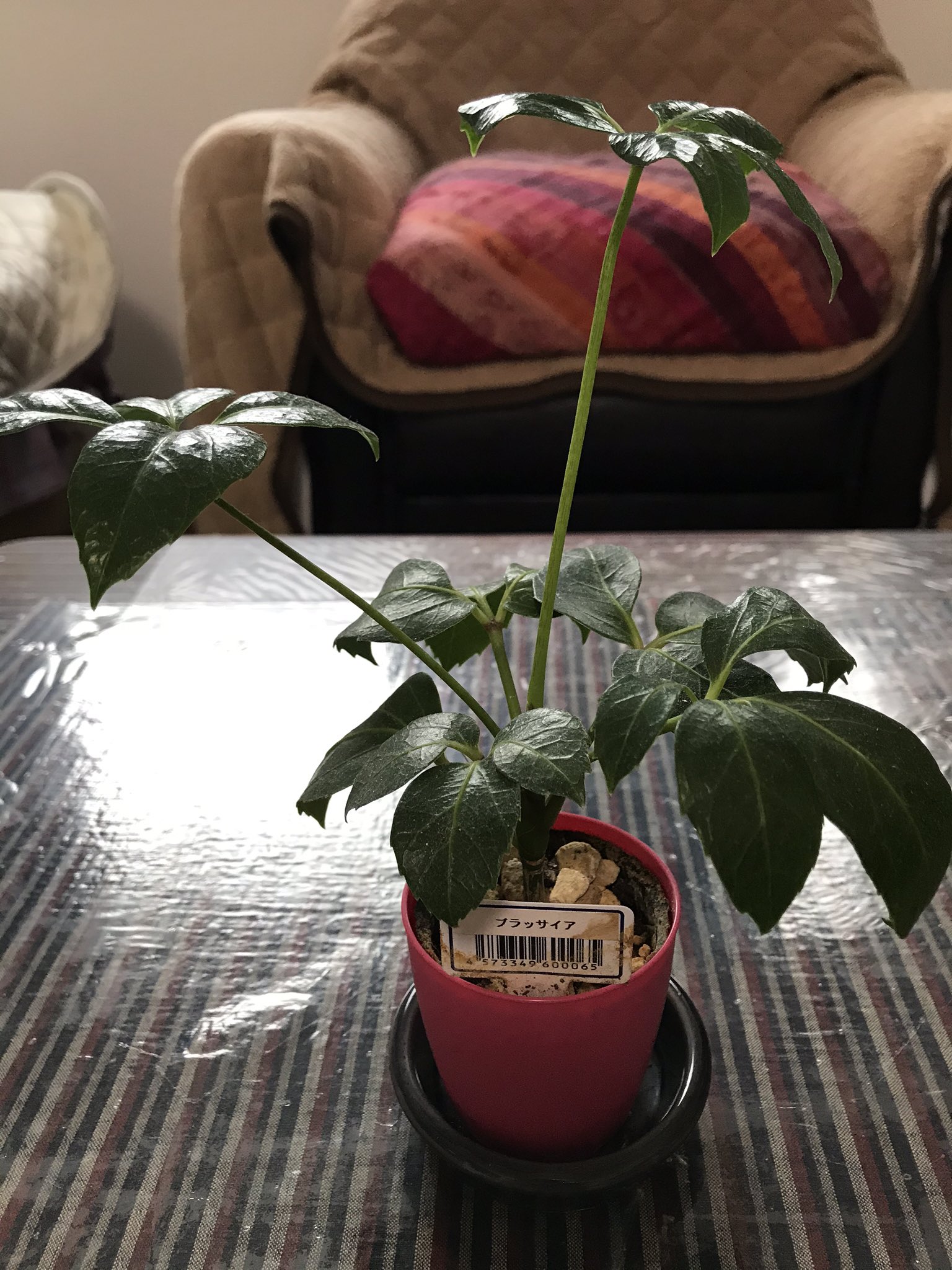 100均の観葉植物 Twitter Search Twitter