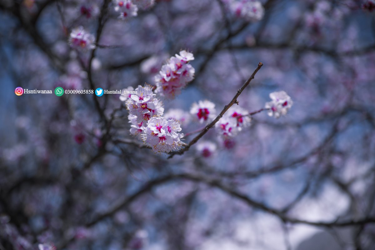 I'm a self-taught #photographer from #Sargodha, plus a traveler who is addicted to landscapes all over #Pakistan. A simple RT isn't going to make me #famous, but it might get my #work to #people who need to see it

#Spring in #Skardu.
#sundayvibes #nature #SundayThoughts #travel