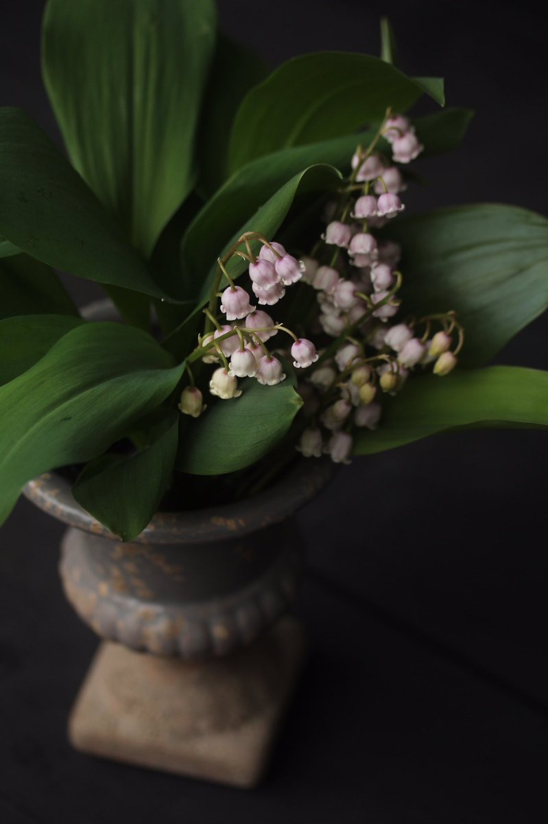 Ikumi ピンクすずらんが咲きました すずらん ピンクすずらん すずらんの日 Muguet 香水 世界三大芳香 植物 ガーデニング 庭 花のある暮らし 花倶楽部 ザ花部 ナチュラルガーデン Flower Gardening T Co L8lh1ndmni