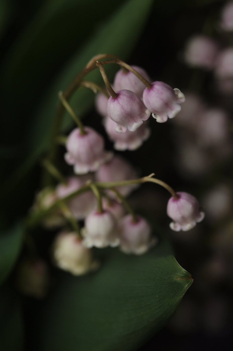 Ikumi ピンクすずらんが咲きました すずらん ピンクすずらん すずらんの日 Muguet 香水 世界三大芳香 植物 ガーデニング 庭 花のある暮らし 花倶楽部 ザ花部 ナチュラルガーデン Flower Gardening T Co L8lh1ndmni