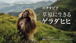 みず 世界遺産検定1級勉強中 シミエン国立公園 Simien National Park は最初に登録された遺産12件のうちの一つ 17年に危機遺産リストから脱した ここでしか見られないゲラダヒヒ なんかカッコいい The Gelada Is A Species Of Old World Monkey みず 世界遺産検定1級勉強中 シミエン国立公園 Simien National Park は最初に登録された遺産12件のうちの一つ 17年に危機遺産リストから脱した ここでしか見られないゲラダヒヒ なんかカッコいい The Gelada Is A Species Of Old World Monkey