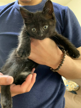 子猫ちゃんのTwitterイラスト検索結果。