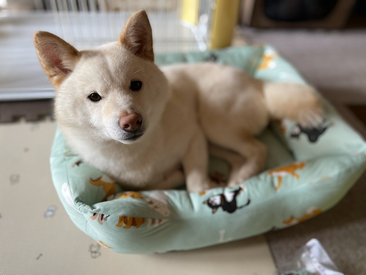 柴犬 ᴥ モモ たおる イオンペットに売ってました パパッと買って帰りましたが