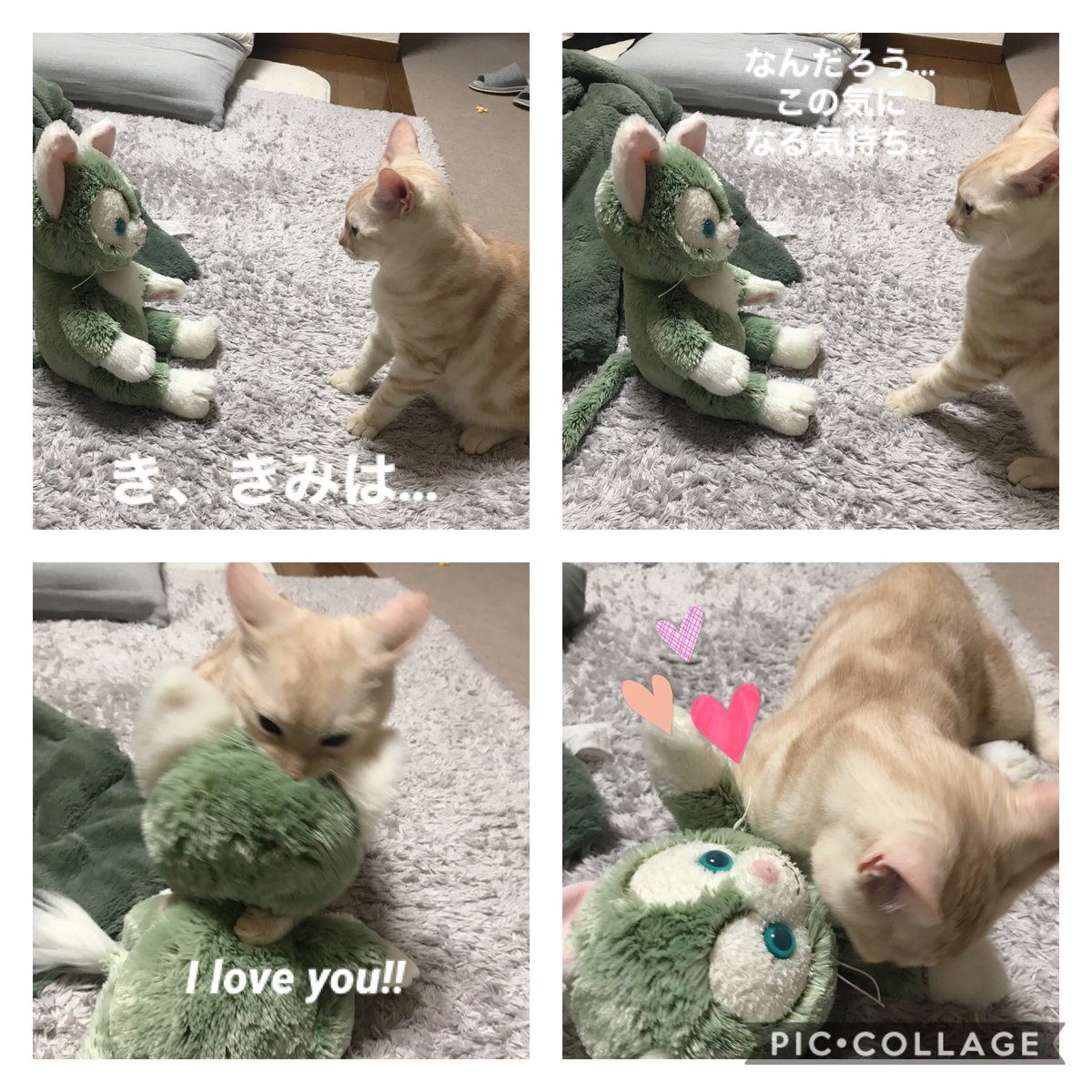 ジェラトニー