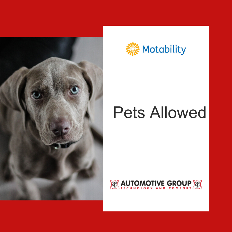♿️☑️Fact Time: ☑️♿️ Can I have a pet in my WAV? You can use your Scheme car in the same way that a family car would be used (e.g. carrying pets). 

Let us help you find the perfect vehicle for you and your four-legged friend: buff.ly/2usbvWB 

#pets #accessibility