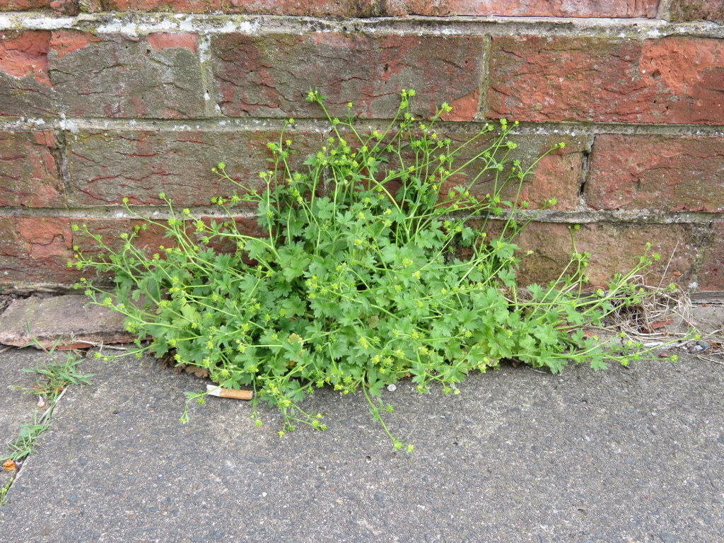 I spot a plant I don't know, growing in the pavement next to a house wall. It's defo a buttercup & not a normal one so I take a couple of photos & wander home. It's hairy & has reflexed sepals so I think maybe Hairy Buttercup & email BSBI recorder  @davebarlo for 2nd opinion