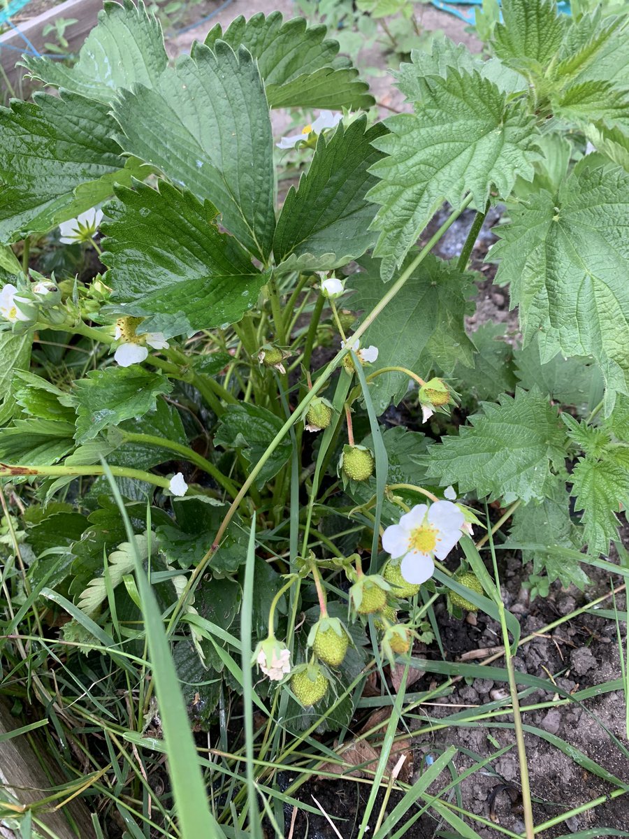 faye_watts85's tweet photo. Tomorrow is my 1st day out for bloods  fingers crossed they are behaving .So I may not be able to go to work or do my usual routine but we have been busy in the garden . Can’t wait for strawberries and to see the sunflowers  get bigger .#pancreastransplant #StaySafeStayHome https://t.co/cpCyyToiBl