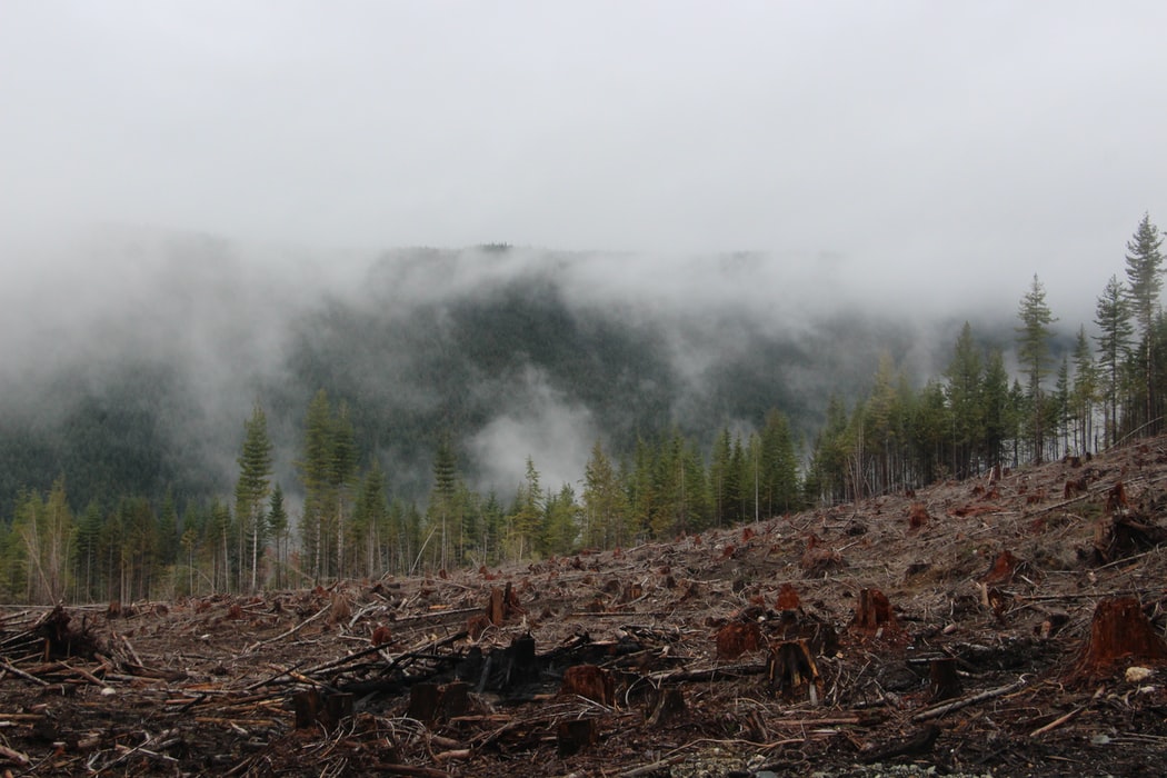 Human encroachment into natural areas &amp; wildlife habitats brings us into closer contact with animals &amp; plants that may harbor diseases, increasing the likelihood of transmission to humans.

We must halt deforestation &amp; urgently address wildlife crime #ForNature. 

#COVID19