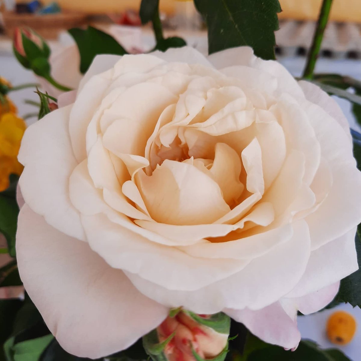 Tüm annelerin anneler günü kutlu olsun.
#AnnelerGuenue #annelergunukutluolsun #pazar #annelergunu #Covid_19 #Annem #AnnemHerSeyim #anne #sevgi #kalbiminaynasi #Corona #HappyMothersDay #mothersday2020 #mother #motherday2020 #Motherslove #Nikon #photooftheday #photo #PHOTOS