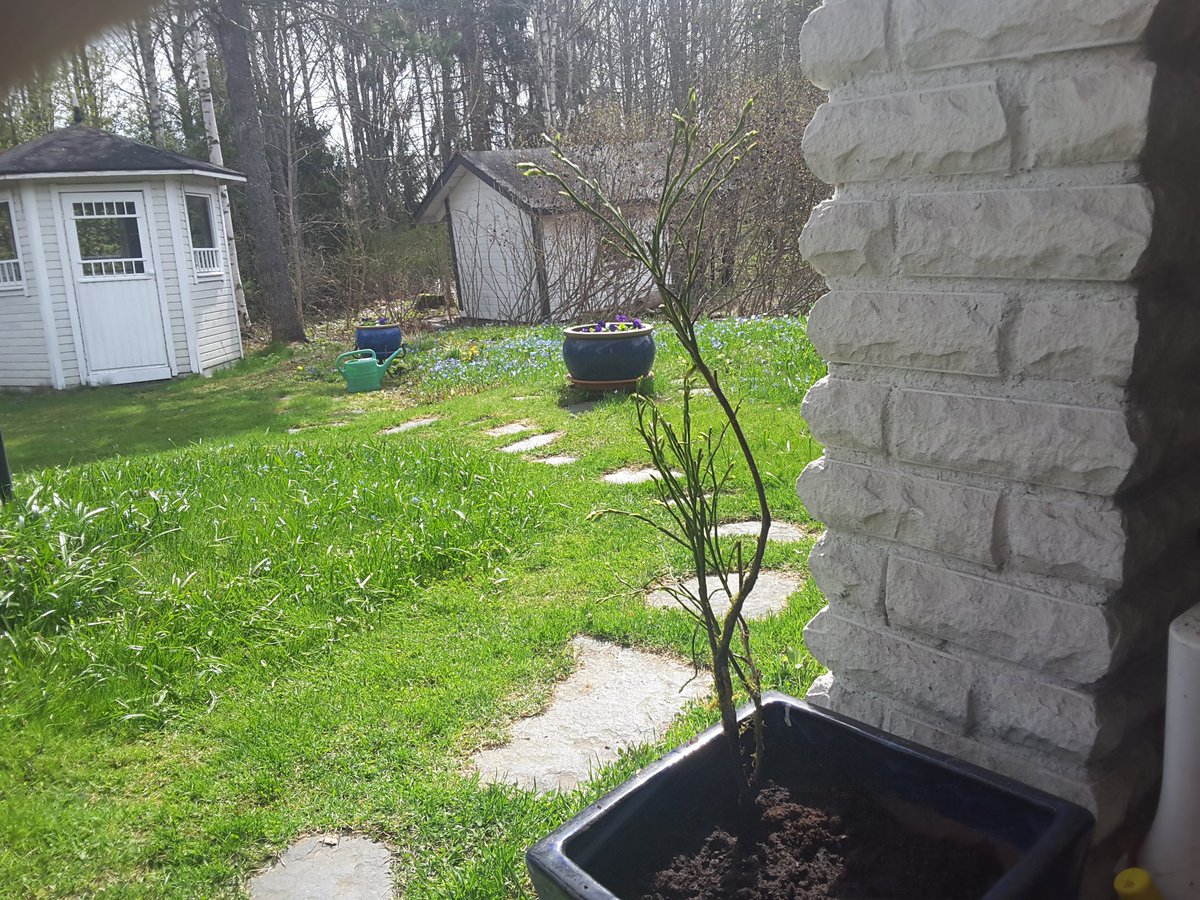 Täytyihän tämä lenkkipolulta löytynyt tavallista tymäkämpi mustikanvarpu istuttaa piharuukkuun. Sen korkeus tyvestä latvaan on 75 cm. Kyllä luontotarjotin on monipuolinen!