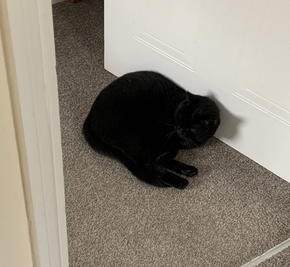 catashians's tweet photo. I have 4 separate kitty beds and 2 real big person beds and 2 sofas to choose from... So I’ll confuse the human, and sleep right here! - Kim🐾

#catslife #sunday #sleepysunday #catsoftwitter https://t.co/p4ByjzrIef