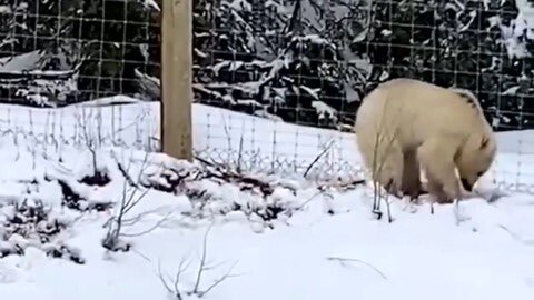 SESKinders's tweet photo. This is a white grizzly bear. It is not a polar bear. It is the same type of bear as Grinder &amp; Coola, the difference is this bear has white fur. Rare white grizzly bear spotted in Canadian national park #ShareYourWeather https://t.co/BZpCKW6xVo https://t.co/yTeCeWzGX8