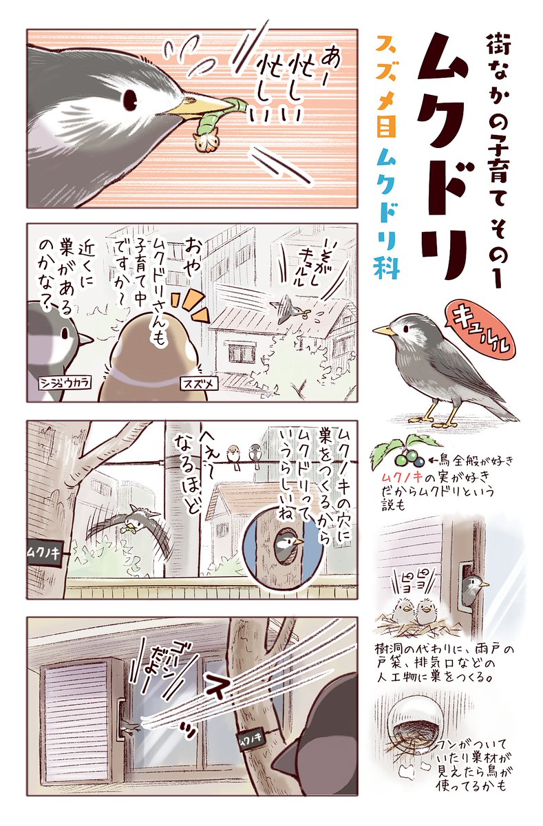 わいるどらいふっ!第174～176種
【変なとこに巣作りする鳥たち】
5/10～16は愛鳥週間ですが、鳥たちは絶賛営巣期なので、直接じっくり観察するのは避けたほうが良さそうです。(巣を作られて嬉しくない場所もありますが;) 