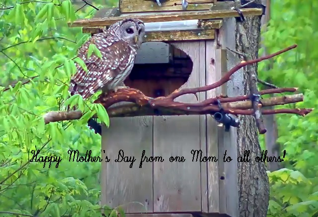 WBU_Owls's tweet photo. 05/10/2020  
We, along with one of the stars of the WBU BO Cam, would like to wish a Happy Mother's Day to ALL hoo it may apply to! https://t.co/jrDlLaGIVQ