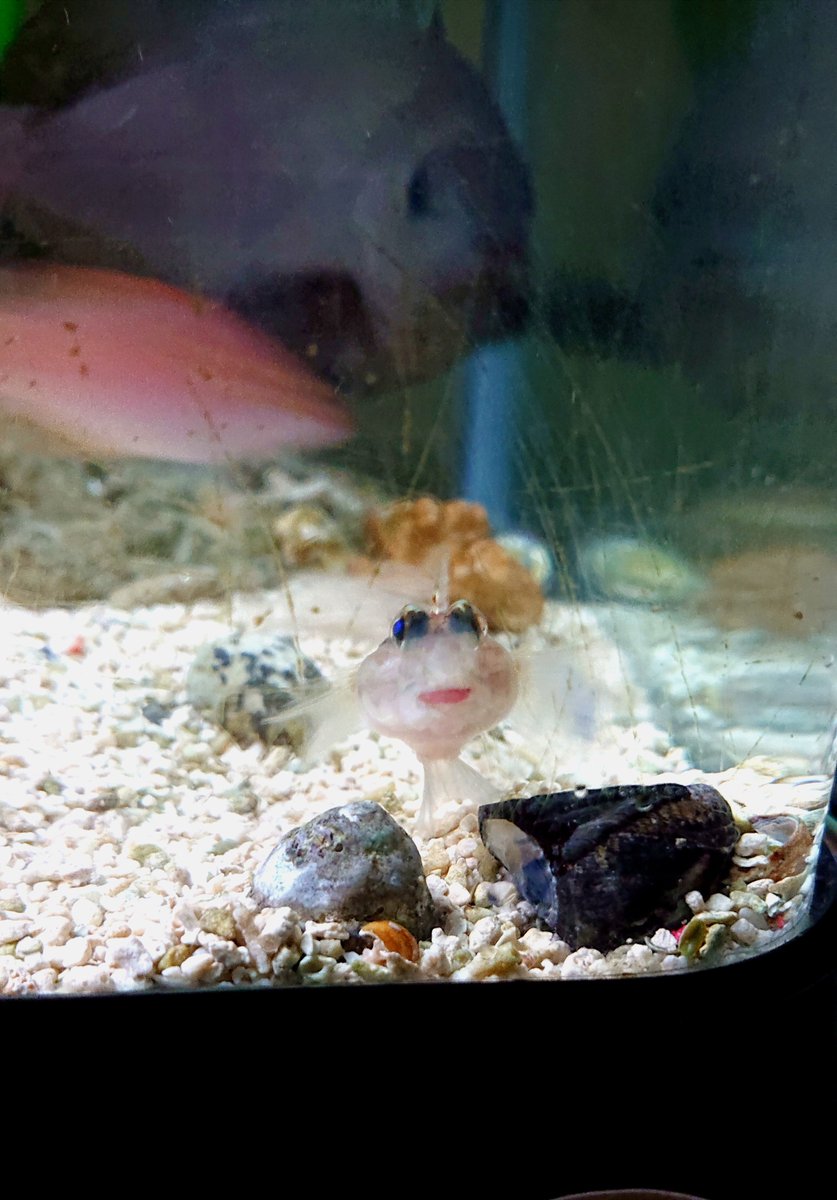 なお うちの水槽にいるハゼはずっとサビハゼだと思ってたけどもしかして本当はクツワハゼ ヨシノハゼにも見えたけどなんか違う 釣魚図鑑じゃなくてちゃんとした魚の図鑑が欲しい