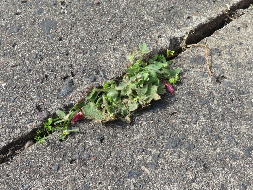 of Ranunculus parviflorus Small-flowered buttercup. So later that day I wander the streets to see if it is just there or all over. I find it outside one house only, mainly in the border by the wall from where I think it has escaped onto the pavement - about 75-100-ish plants