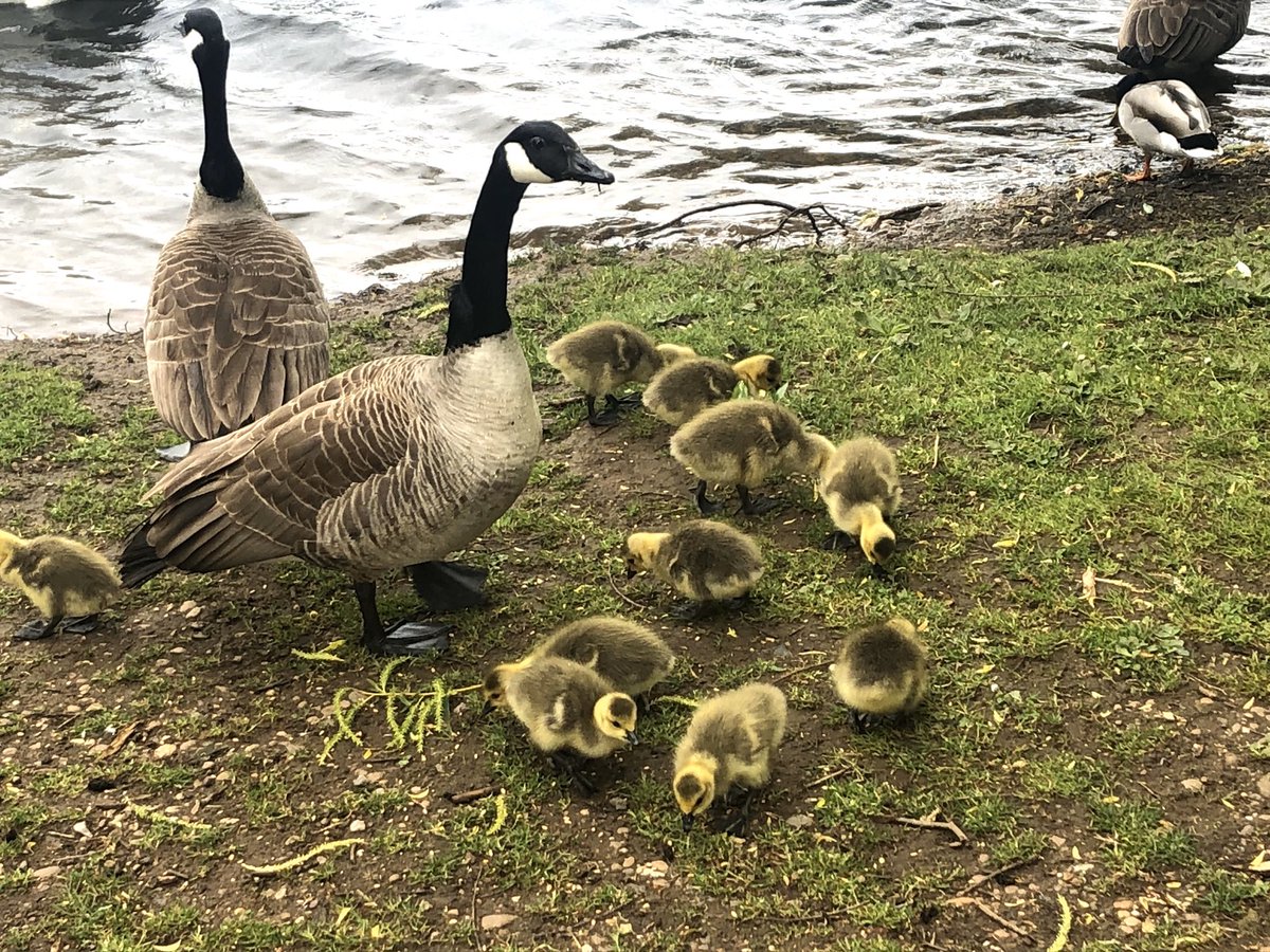 NeilMcDonald83's tweet image. Another day↔️Another Bike Ride 🚴‍♀️💨 

#bikeride #colwickpark #windyday #feedtheducks #snacksonroute